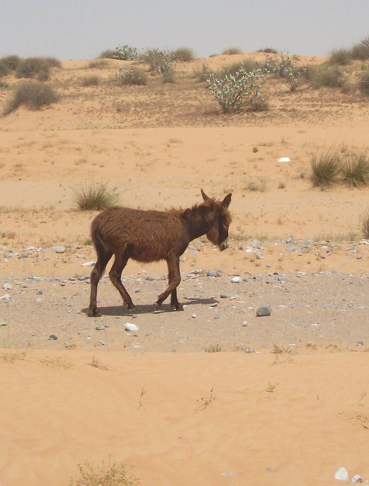Donkey Animal Cracker