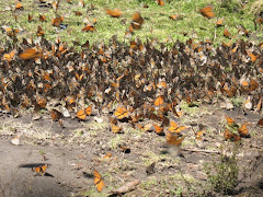 El Rosario Monarch Sanctuary