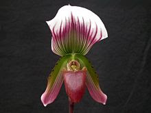 Galileu olhou viu e anotou - Página 2 220px-Paphiopedilum_callosum