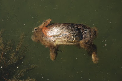 histoire, made in Guarana !! Lapin+mort