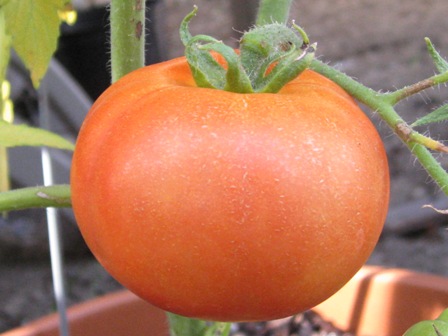 [first+tomato.JPG]