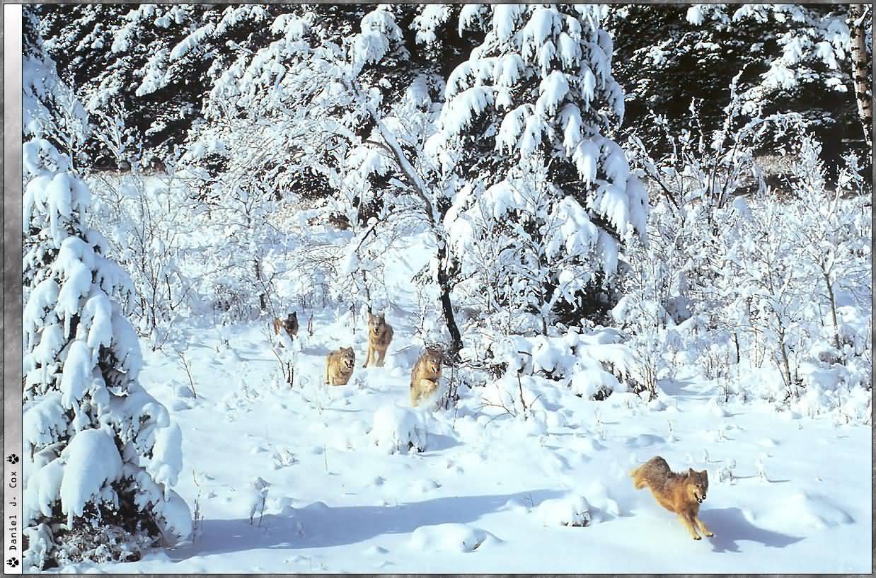 [running+wolves+in+thick+snow.jpg]