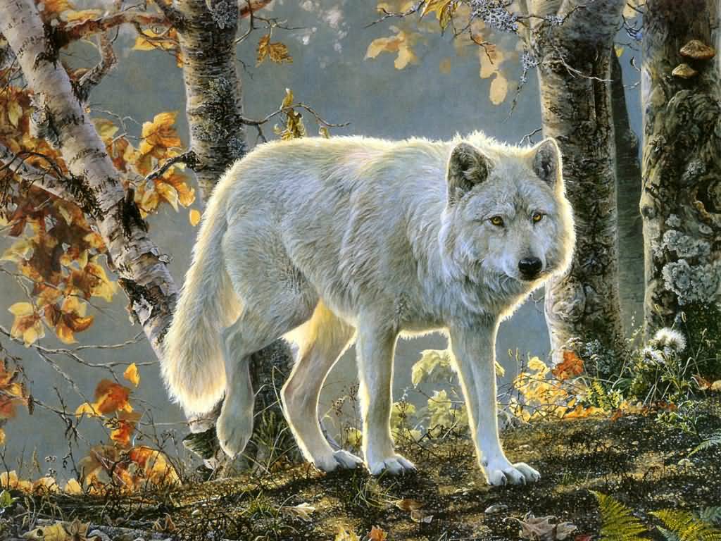 [white+wolf+autumn.jpg]