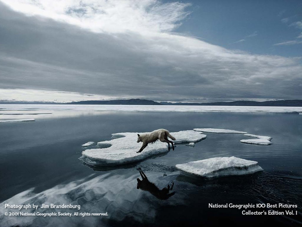 [arcticwolf_3_big.jpg]