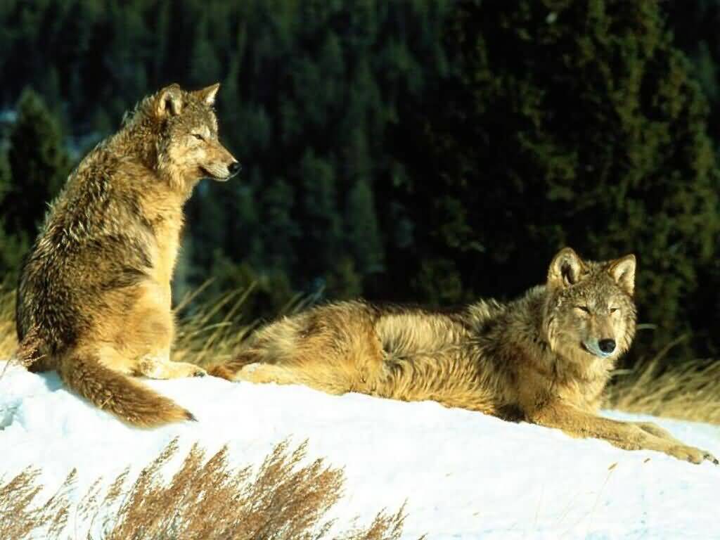 [gray+wolves+basking+on+snow.jpg]