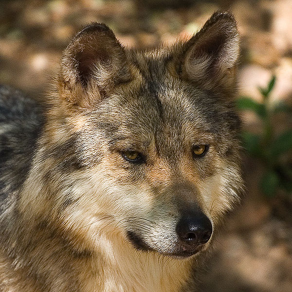 [600px-CMM_MexicanWolf.jpg]