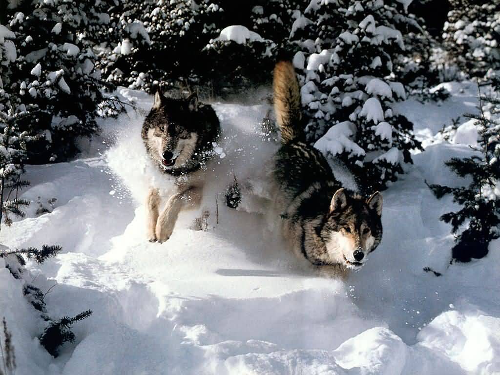 [wolves+running+through+snow.jpg]