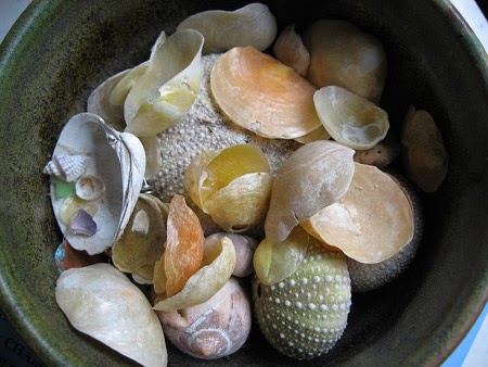 I <3 Seashells: Why are Seashells Different Colors?