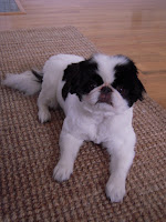 Japanese Chin Sisters Suzy S Haircut