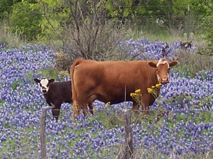 HAPPY COWS