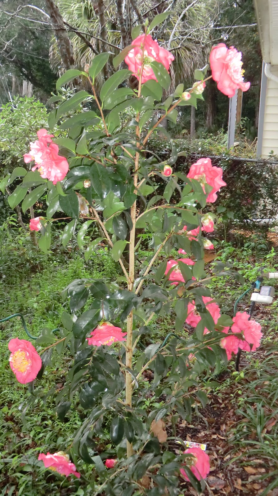 Florida Gardening Zone 9 Camellia in February