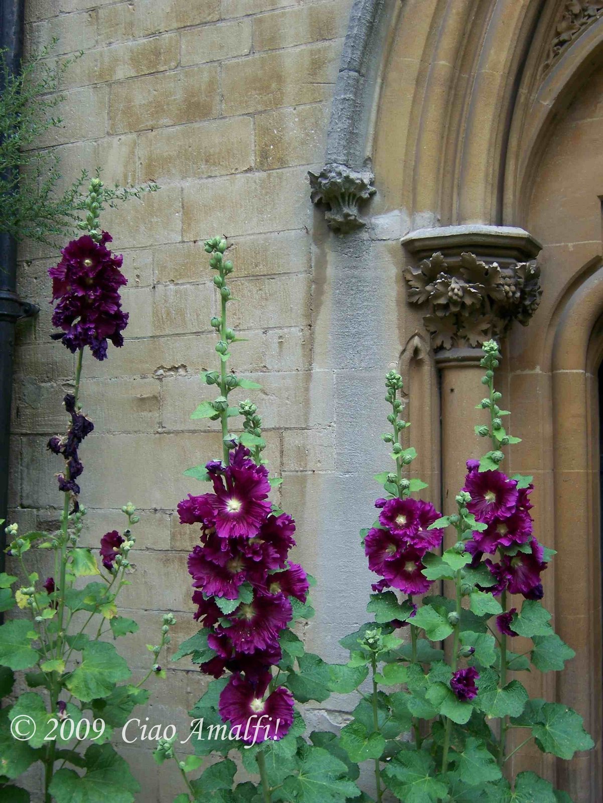 [Ciao+Amalfi+Coast+Blog+Oxford+flowers.jpg]