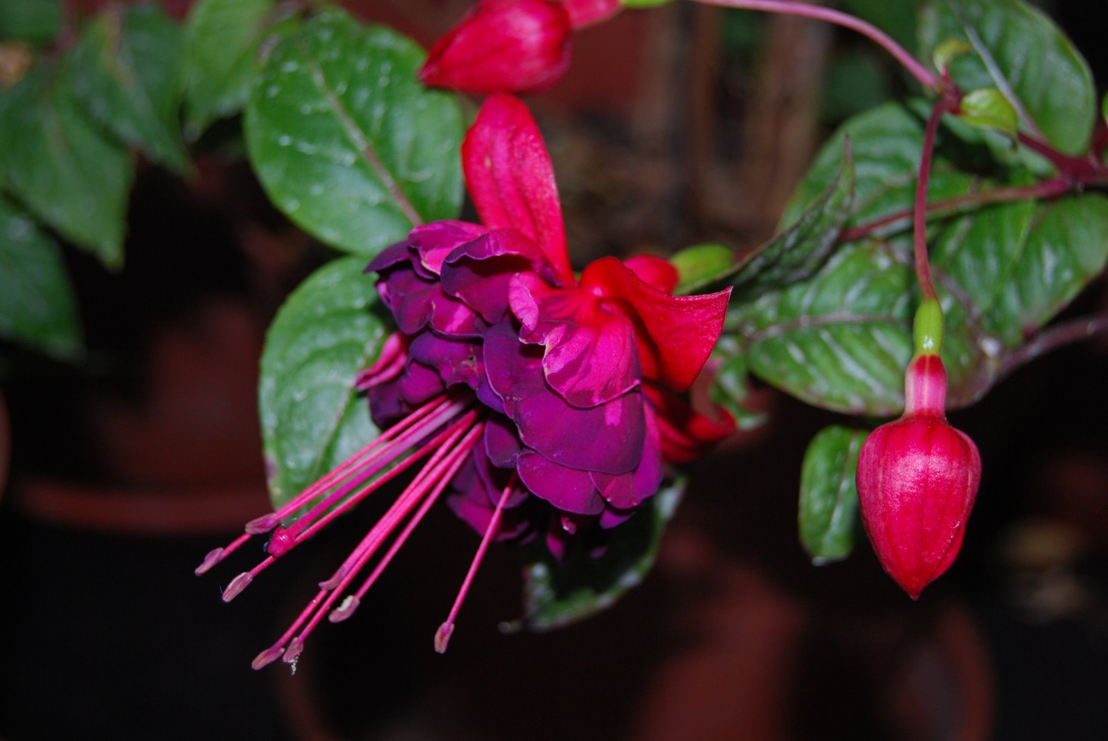 [DSC_2444.JPG]