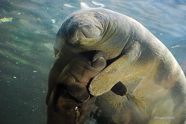 Manati | Animales en Vïa de Extinción en Colombia