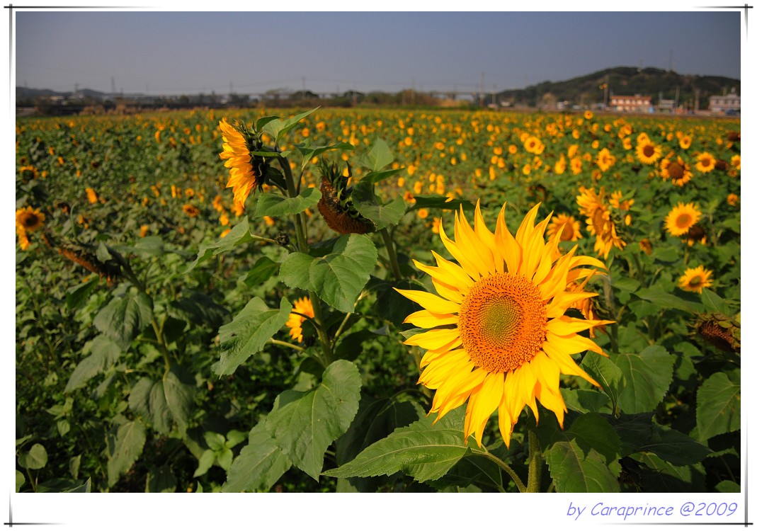 [nEO_IMG_DSC_4135.jpg]