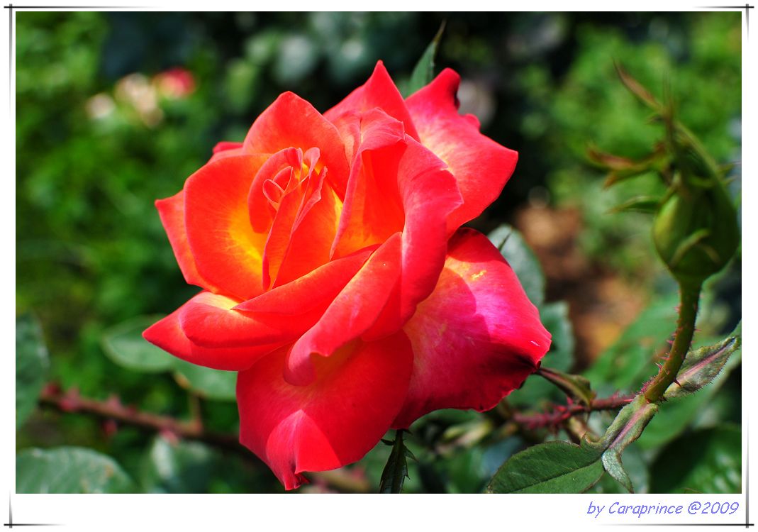 [nEO_IMG_DSC_8226.jpg]