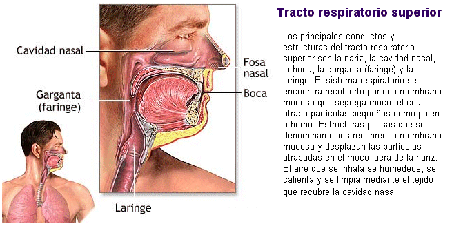 Respiración