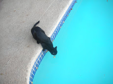 Olive drinking in the summer morning.