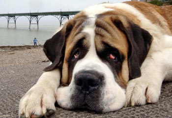 sad dog face