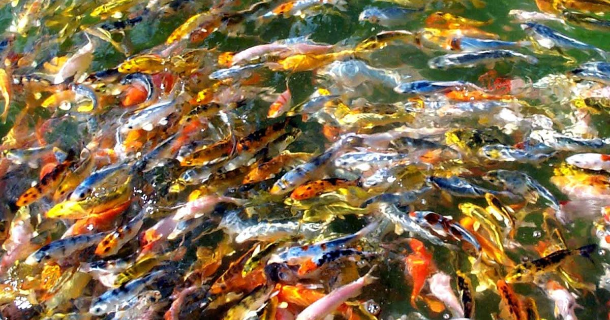 koi-pond-beneficial-bacteria.jpg