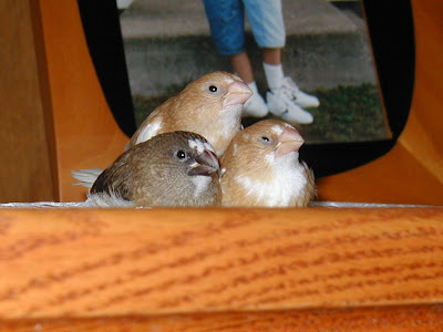 society finches cuddling