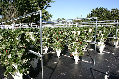strawberry farm strawberry farm