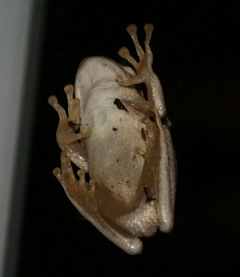 frog on window frog on window