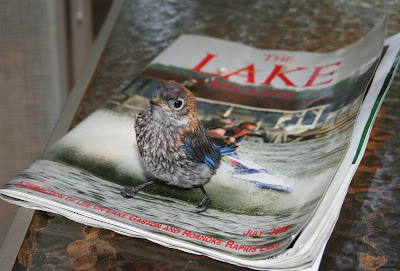 baby bluebird 4 weeks old baby bluebird 4 weeks old