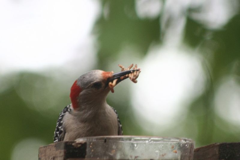 Lake Life Redbellied woodpeckers eating mealworms