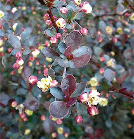 Ornamental Evergreen Berberis Stock Photos Ornamental Evergreen