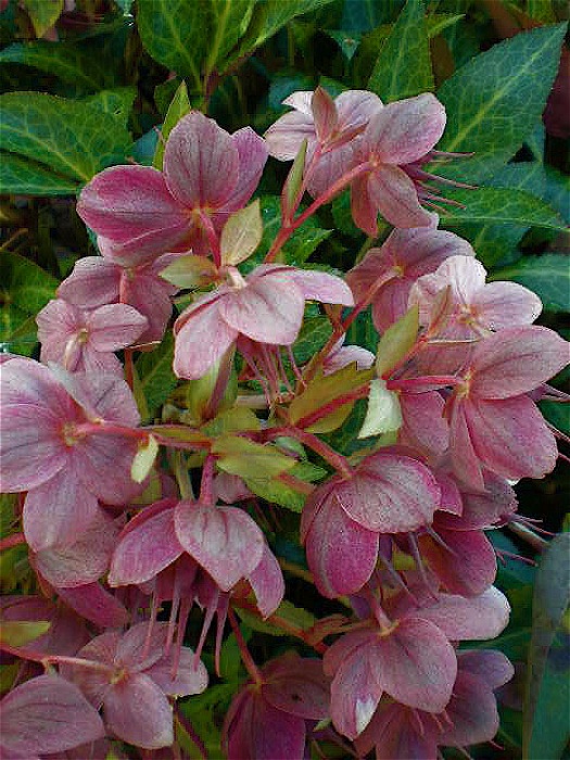 Heather Flower Pink Pink Stock Photos Heather Flower Pink Pink