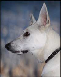 White Shepherd photo