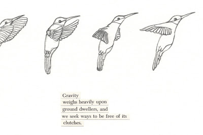 birds flight patterns