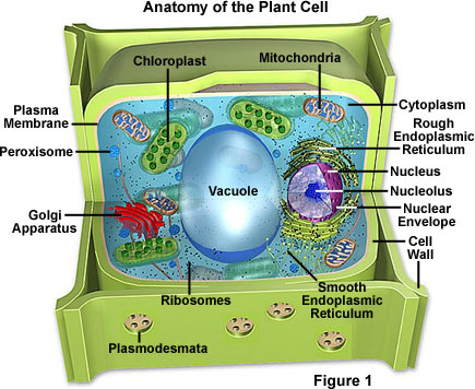 Cytoplasm: the matrix in which all cell organelles 