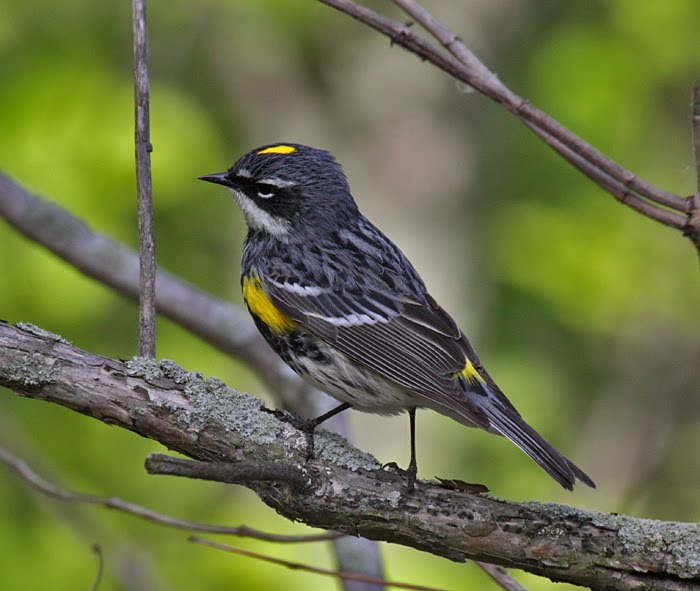 Lost in BIrding The Biggest Week in American Birding (Kelley's Island