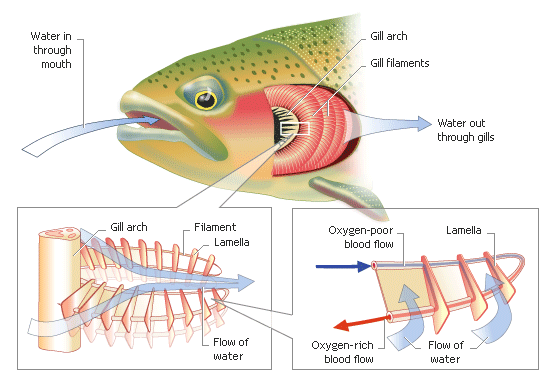 shop surface and interfacial