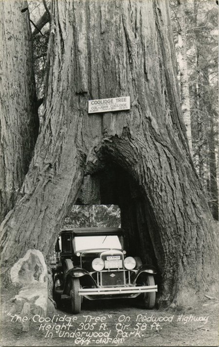 [Coolidge_Tree_Redwood_Highway_CA_001.jpg]