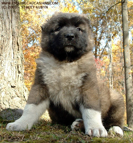 Dog Directory: 高加索牧羊犬 Caucasian Mountain Dog Dog Directory: 高加索牧羊犬 Caucasian Mountain Dog