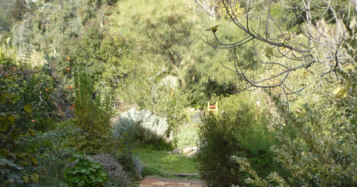Immagini Di Un Giardino Mediterraneo