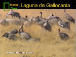 La Grulla común