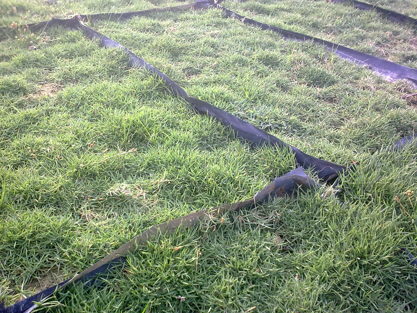 muslim2bizz enterprise: Jenis-jenis Rumput Karpet