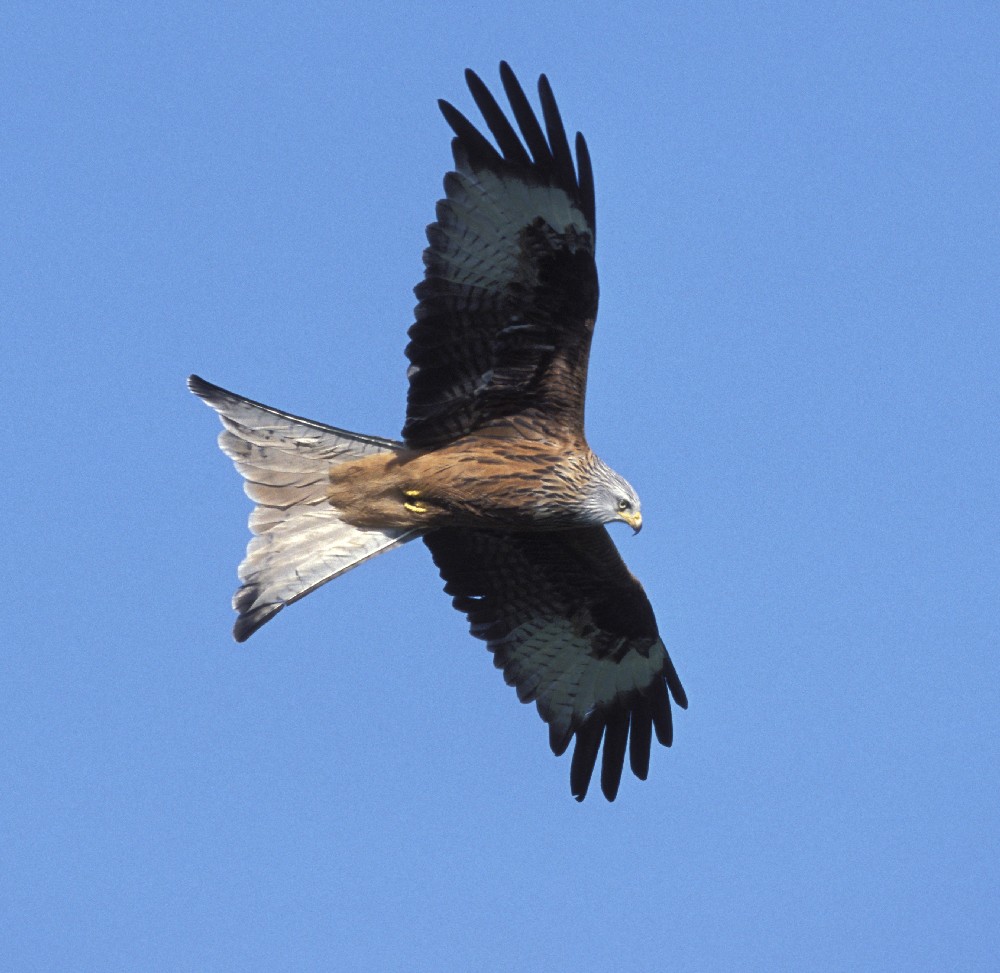 Female Red Kite