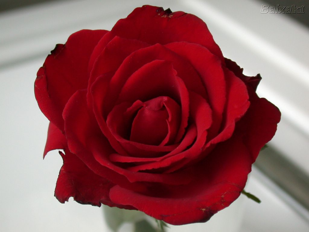 [rosa+vermelha.jpg]