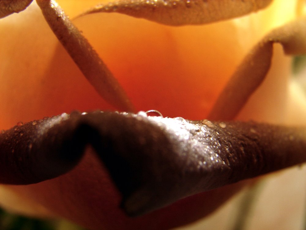 [copy+of+DSC09810.jpg]