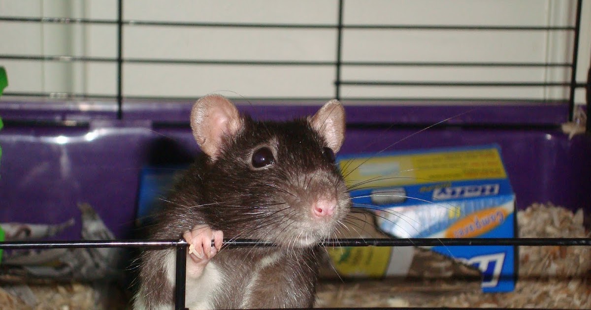 Rat Tales Homemade rat toys for your ratties!