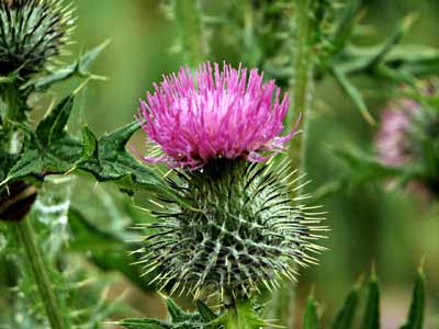 Scottish Thistle Meaning