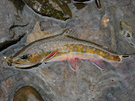 Native Brook Trout