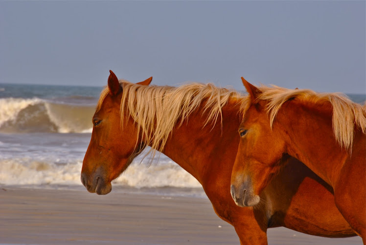 coastal ponies