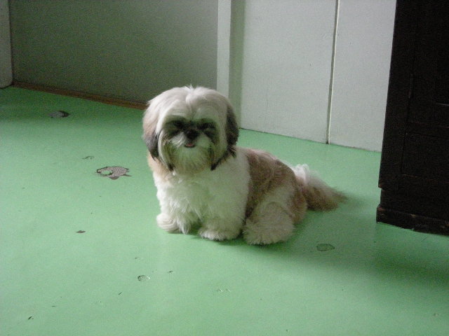 triple coated dog breeds