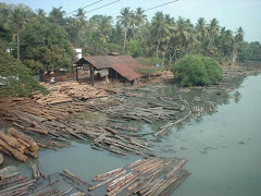 Kallai River with logs of wood on the banks